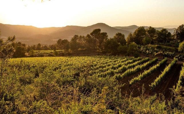 Vista del Pla del Bages, en el corazón de Cataluña. Foto: Bodega Abadal Vista del Pla del Bages, en el corazón de Cataluña. Foto: Bodega Abadal
